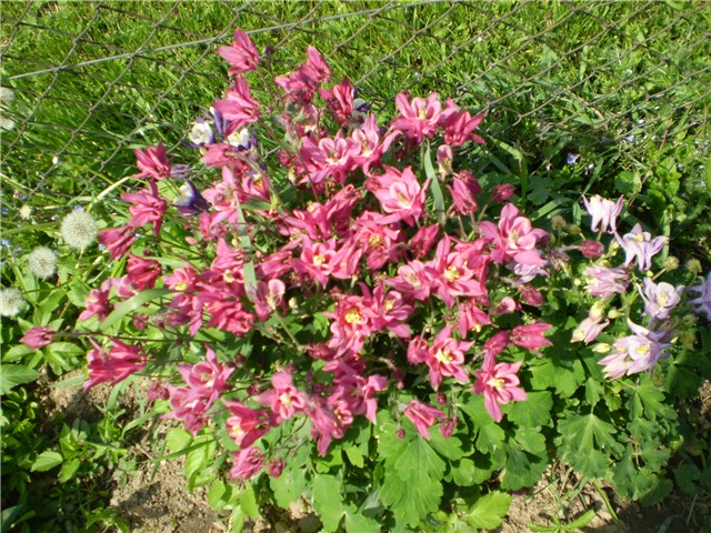 pakujac